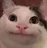 :neutral_cat: neutral_cat