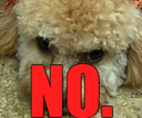 DogsOfDiscord_2_DaisyNO Discord emoji