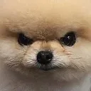 angrywoof