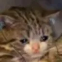 Cattosad