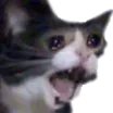 sadcattomeow sadcattomeow