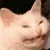 iiiCat