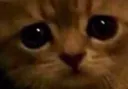 f_SadCat f_SadCat