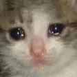 sadCat3