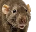 pograt pograt