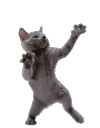 dancingcat dancingcat
