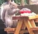 squirrel Discord emoji