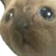 huh