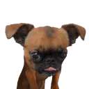 miperro