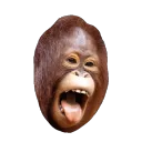 monowastur