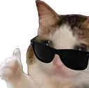 coolcat