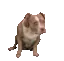 miperro2