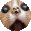 gatoooo