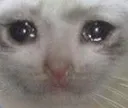 sadcat_2 sadcat_2