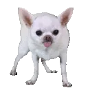 miperro3