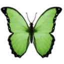 g_butterfly
