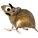 ratouttahere