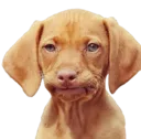 dogek
