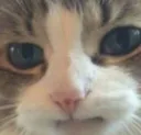 confusedcat confusedcat