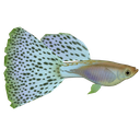 guppy Discord emoji