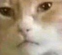 somecat Discord emoji