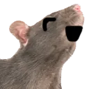 RataSonrisa