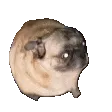 pugPls pugPls