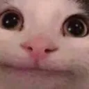 polite_cc