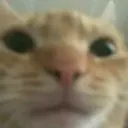 Yoink Yoink