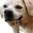 doggo_Hmm