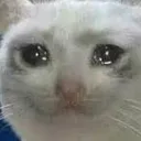 sadcat