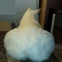 thickcat Discord Emoji