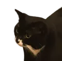 cat