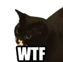 catwhatthefuck