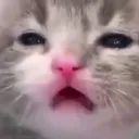 kittyhigh Discord Emoji