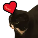 catlove