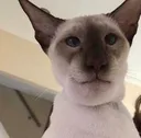 Catastrophe_Hi