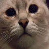sadcat2