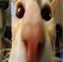 :kat2: Discord Emote