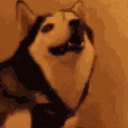 DogsOfDiscord_3_hahaok Discord Emoji