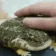 PetFroge PetFroge
