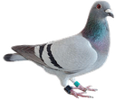 :pigeonTO: Discord Emote