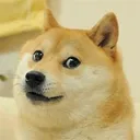 doge doge