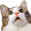 wowcat2