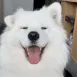 DogsOfDiscord_3_dogcuteowo DogsOfDiscord_3_dogcuteowo