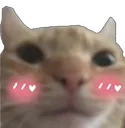 kotblush