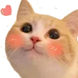 kittyLove kittyLove
