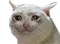 9814_kat