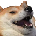 st_DogeLUL