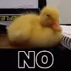 duckno